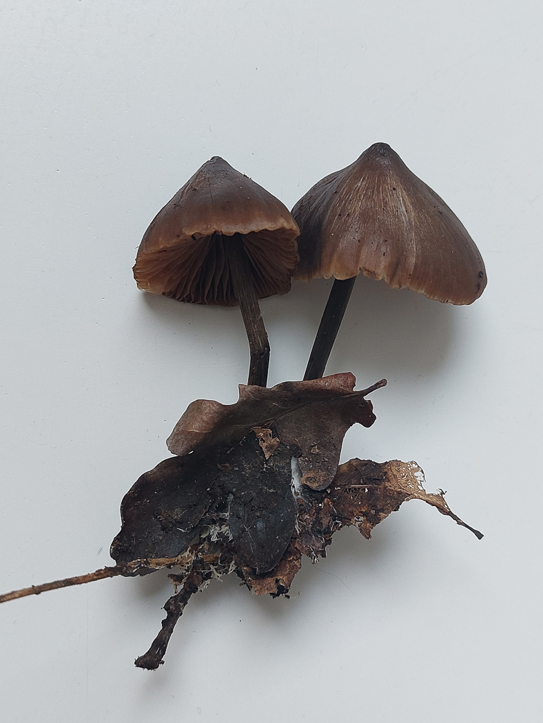 Photo by Jesper Launder Entoloma hirtipes by Jesper Launder